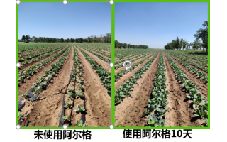 張家口張北縣圓白菜移栽沾根使用